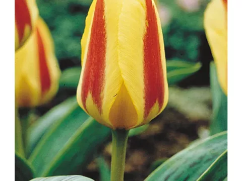 Tulipa kaufmanniana 'Glück'