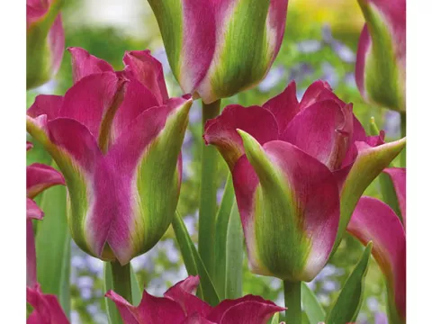 Tulipa viridiflora 'Green Love'