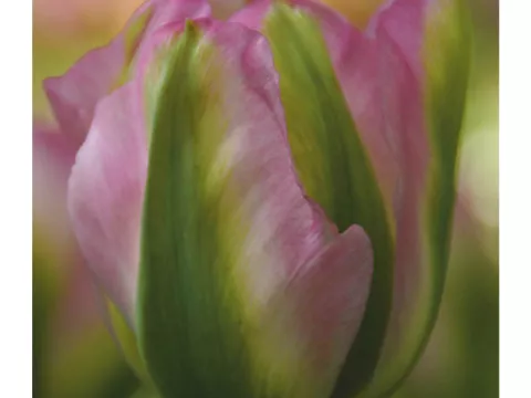 Tulipa viridiflora 'Groenland'