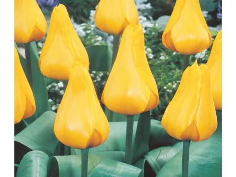 Tulipa greigii 'Gold West'