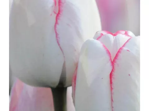 Tulipa triumph 'Hugs and Kisses'