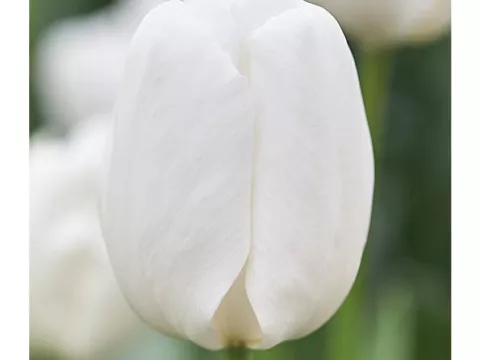 Tulipa Darwin hybr. 'Hakuun'