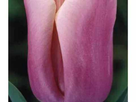 Tulipa triumph 'Holland Beauty'