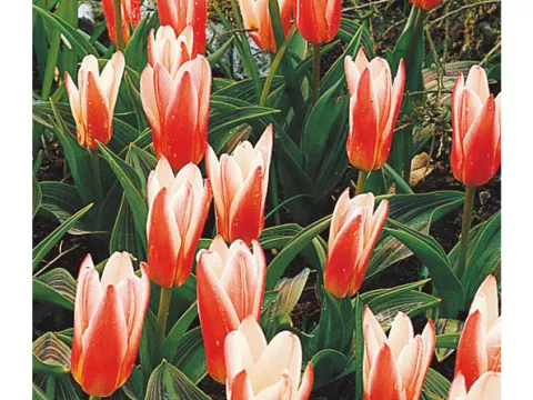 Tulipa kaufmanniana 'Heart's  Delight'