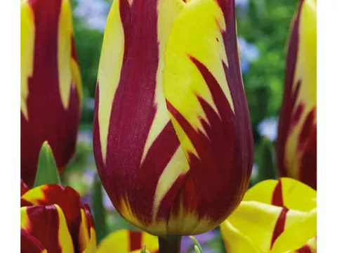 Tulipa (EL) 'Helmar'
