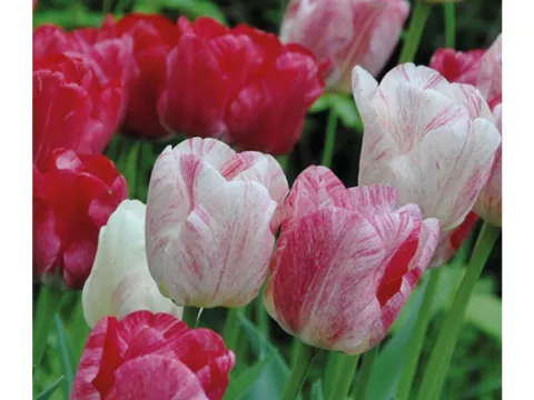 Tulipa triumph 'Hemisphere'