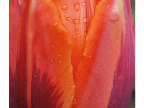 Tulipa (EV) 'Hermitage'