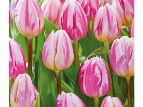 Tulipa triumph 'Happy Feet'