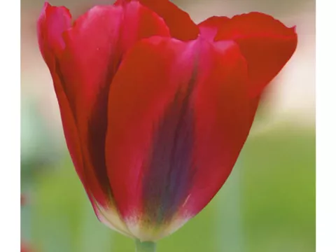 Tulipa viridiflora 'Hollywood'