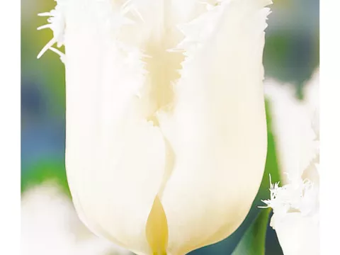 Tulipa franjer 'Honeymoon'