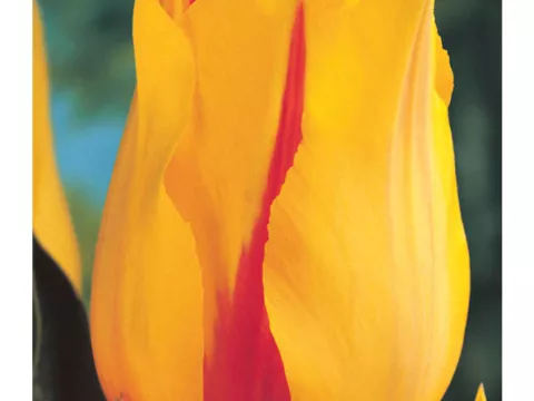 Tulipa (EL) 'Hocus Pocus'