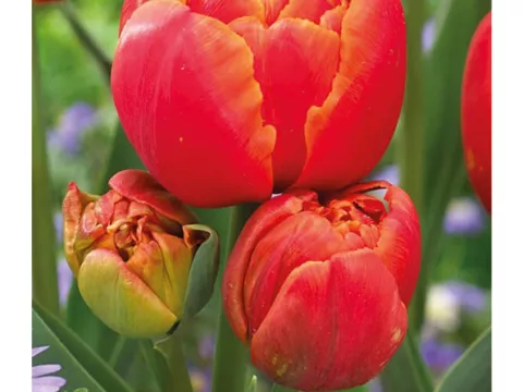 Tulipa dubbel 'Icoon'