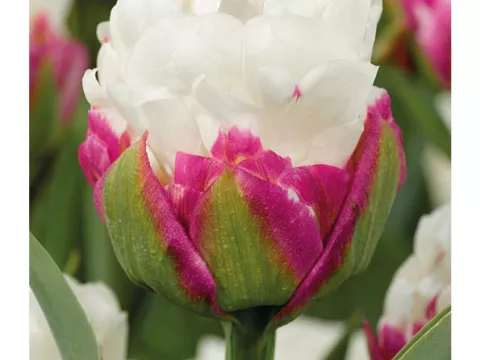 Tulipa pop-up 'Ice Cream'