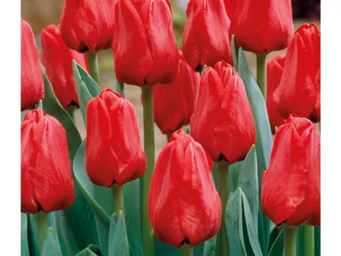 Tulipa triumph 'Ile de France'