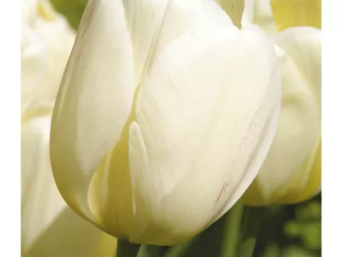 Tulipa Darwin hybr. 'Ivory Floradale'