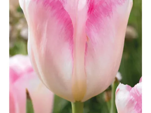 Tulipa triumph 'Infinitii'