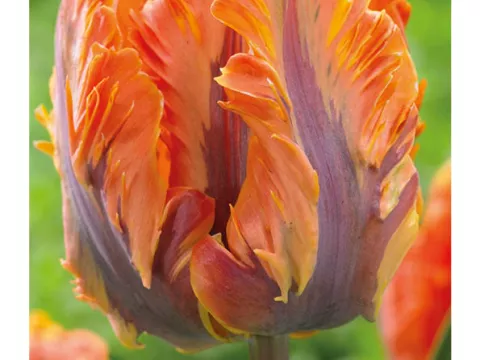 Tulipa parkiet 'Irene Parrot'
