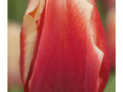 Tulipa triumph 'Jan Buis'
