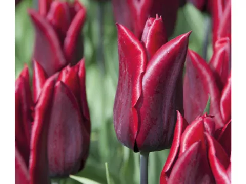 Tulipa liliflorum 'Jenny Butchart'