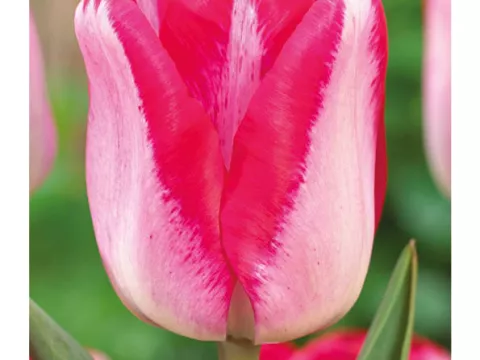 Tulipa triumph 'Just Kissed'