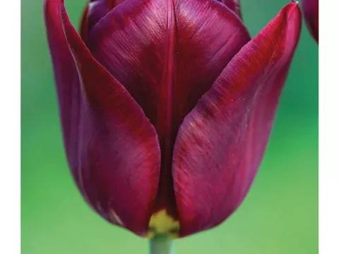 Tulipa triumph 'Jan Reus'