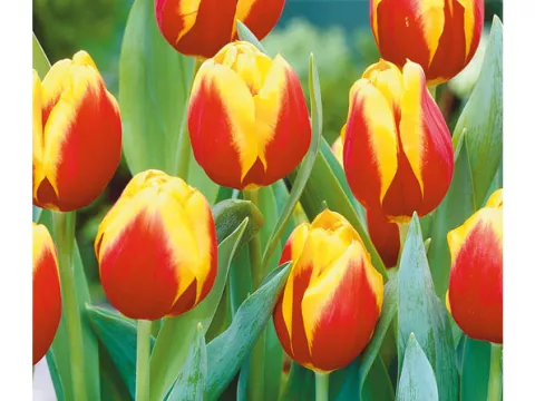 Tulipa (EV) 'Keizerkroon'