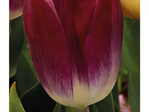 Tulipa triumph 'Kansas Proud'