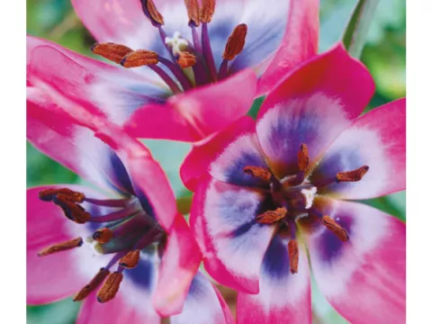 Tulipa mini 'Little Beauty'