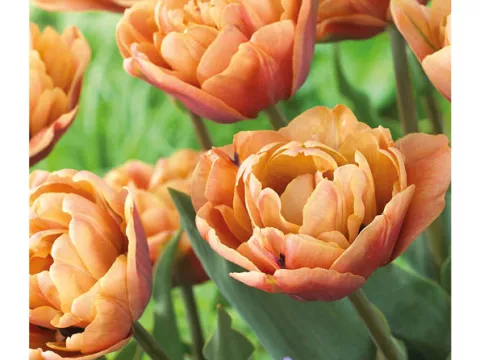 Tulipa dubbel 'La Belle Epoque'