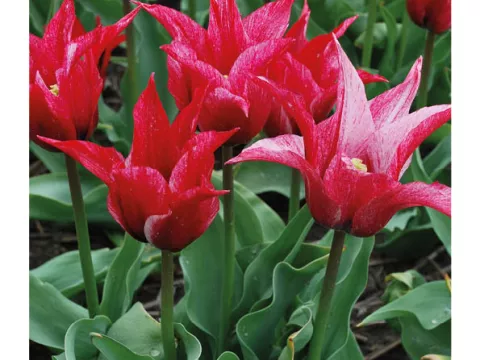Tulipa liliflorum 'Lilychic'