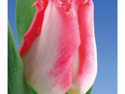 Tulipa franjer 'Lingerie'
