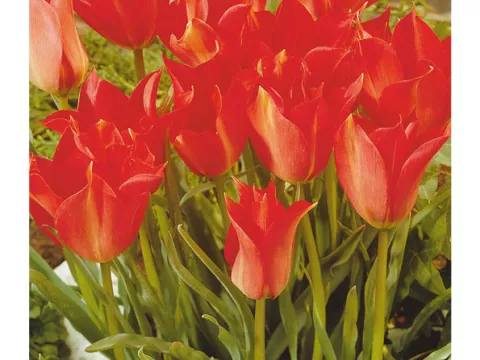 Tulipa mini 'Linifolia'
