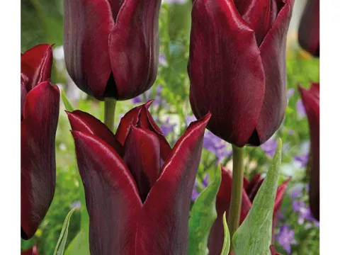 Tulipa liliflorum 'Lasting Love'