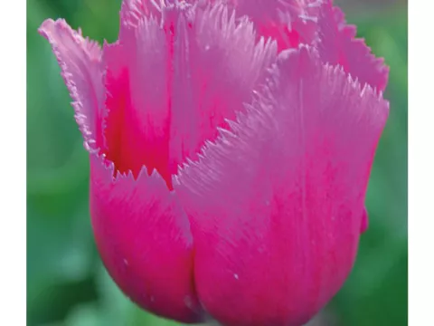 Tulipa franjer 'Louvre'