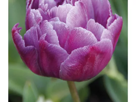 Tulipa dubbel 'Lilac Perfection'