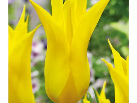 Tulipa liliflorum 'La Perla'