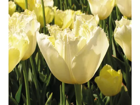 Tulipa franjer 'Maja'