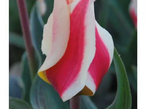 Tulipa greigii 'Mary Ann'