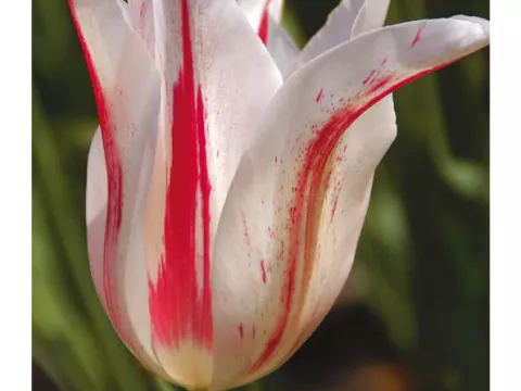 Tulipa liliflorum 'Marilyn'
