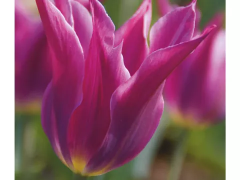 Tulipa liliflorum 'Maytime'
