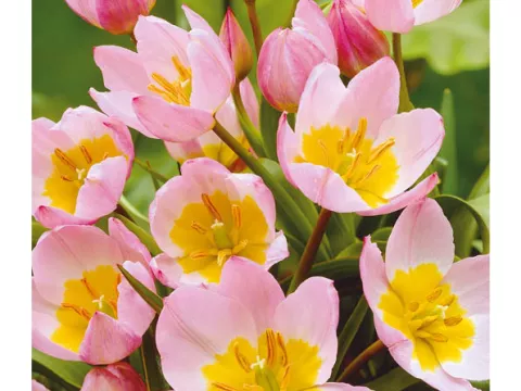 Tulipa mini 'Bakari Lilac Wonder'