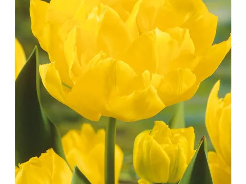 Tulipa dubbel 'Monte Carlo'