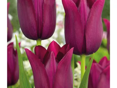 Tulipa liliflorum 'Merlot'