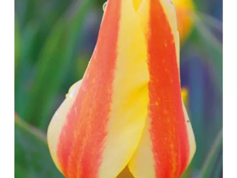 Tulipa greigii 'Miskodeed'