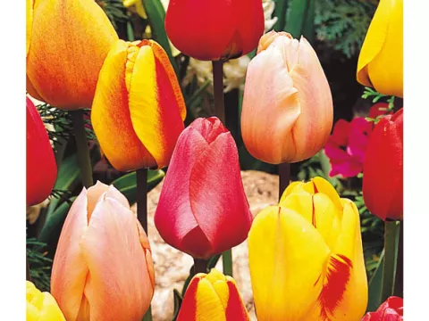 Tulipa Darwin hybr. 'Mix'