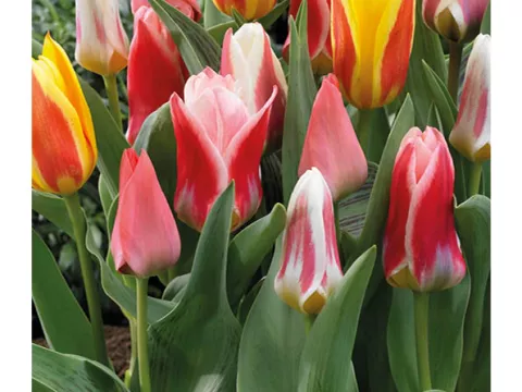 Tulipa greigii 'Mix'