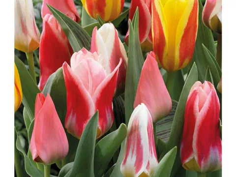 Tulipa kaufmanniana 'Mix'