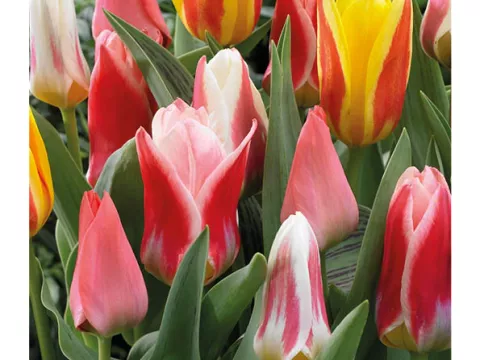 Tulipa mix Kaufmaniana+Greigii