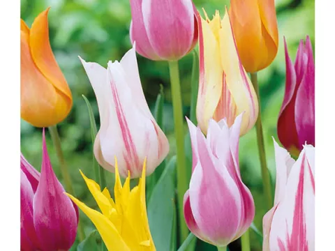 Tulipa liliflorum 'Mix'