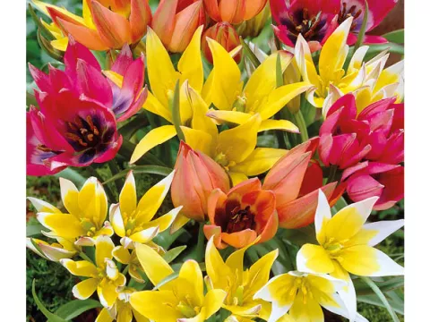 Tulipa mini 'Mix'